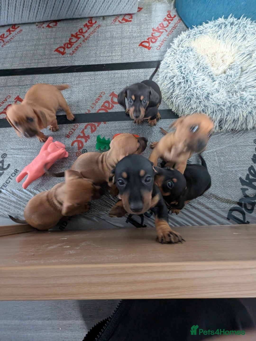 Dachshund dogs for sale: 5 week Old Dachshunds - Image 18