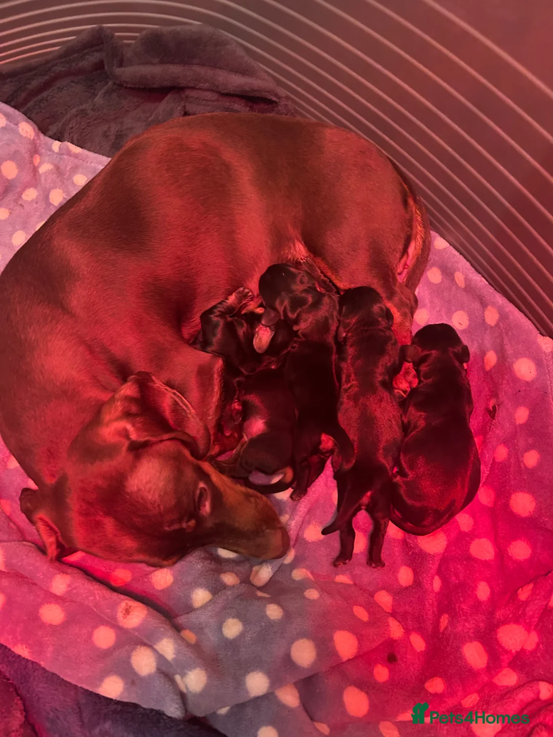 Dachshund dogs for sale: Gorgeous Black and Tan daxie puppies  - Advert 4