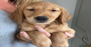 Golden Retriever dogs - Advert 2