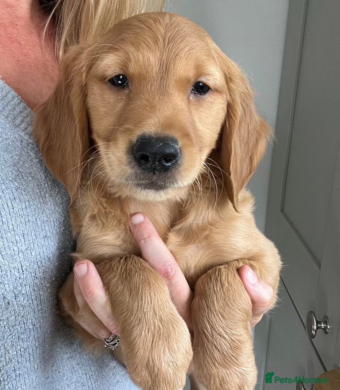 Golden Retriever dogs for sale: Beautiful Male KC Golden Retriever Puppy - Image 3