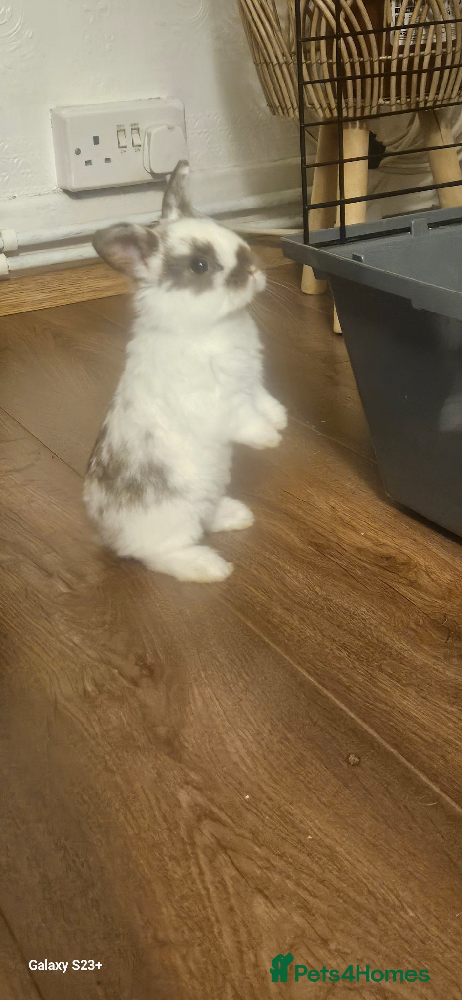 Mixed Breed rabbits They are mix rex and Dutch  - Advert 2