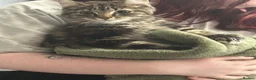 Maine Coon cats for sale: Peble in Newton-le-Willows - Advert 5