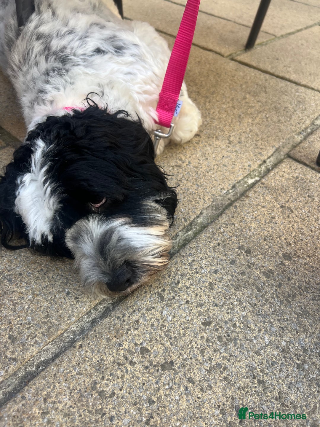 Cockapoo dogs for sale: 16 months cockapoo  - Image 6