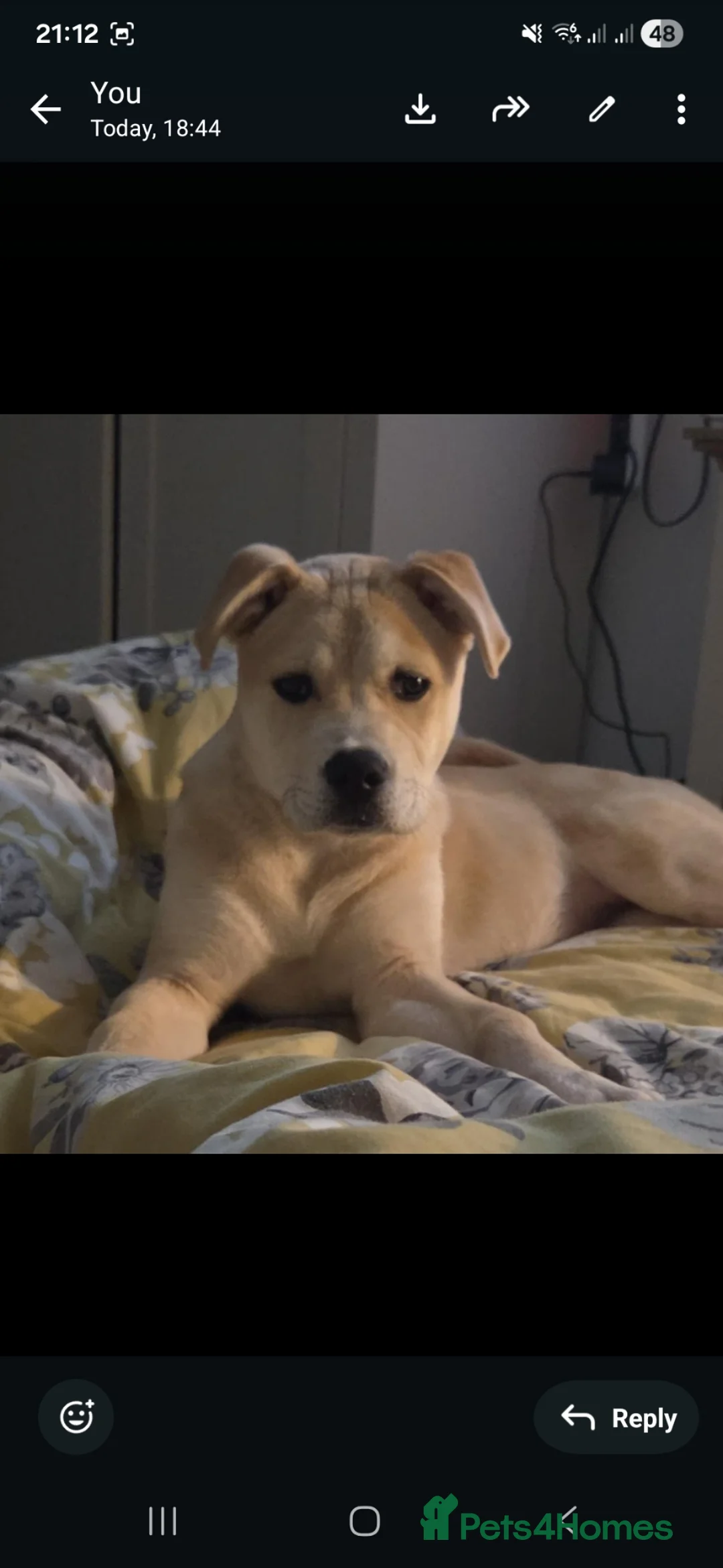 Mixed Breed dogs for sale: Mixed Akita for sale in York - Advert 2