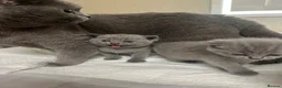 British Shorthair cats for sale: BSH kittens  - Advert 2