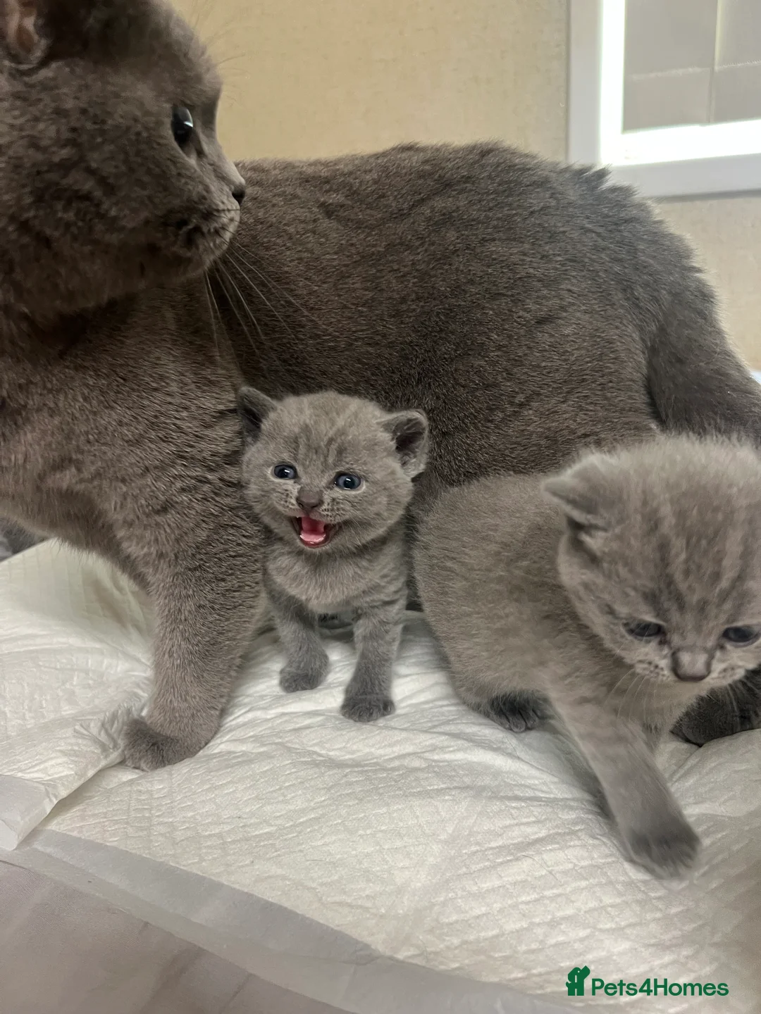 British Shorthair cats for sale: BSH kittens  - Advert 2