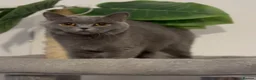 British Shorthair cats for sale: GCCF active queen for sale  - Advert 1
