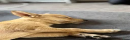Jack Chi dogs for sale: 4 months old, beautiful little boy  in Northampton - Advert 3