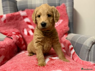 Labradoodle dogs 6 beautiful labradoodles - Advert 17