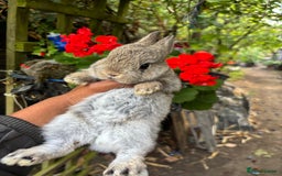 Netherland Dwarf rabbits for sale: Pure bred netherland dwarf ready to reserve  - Image 11