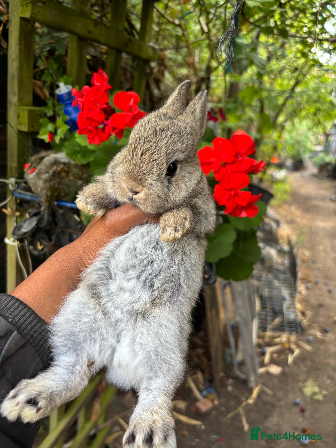 Netherland Dwarf rabbits for sale: Pure bred netherland dwarf ready to reserve  - Image 11