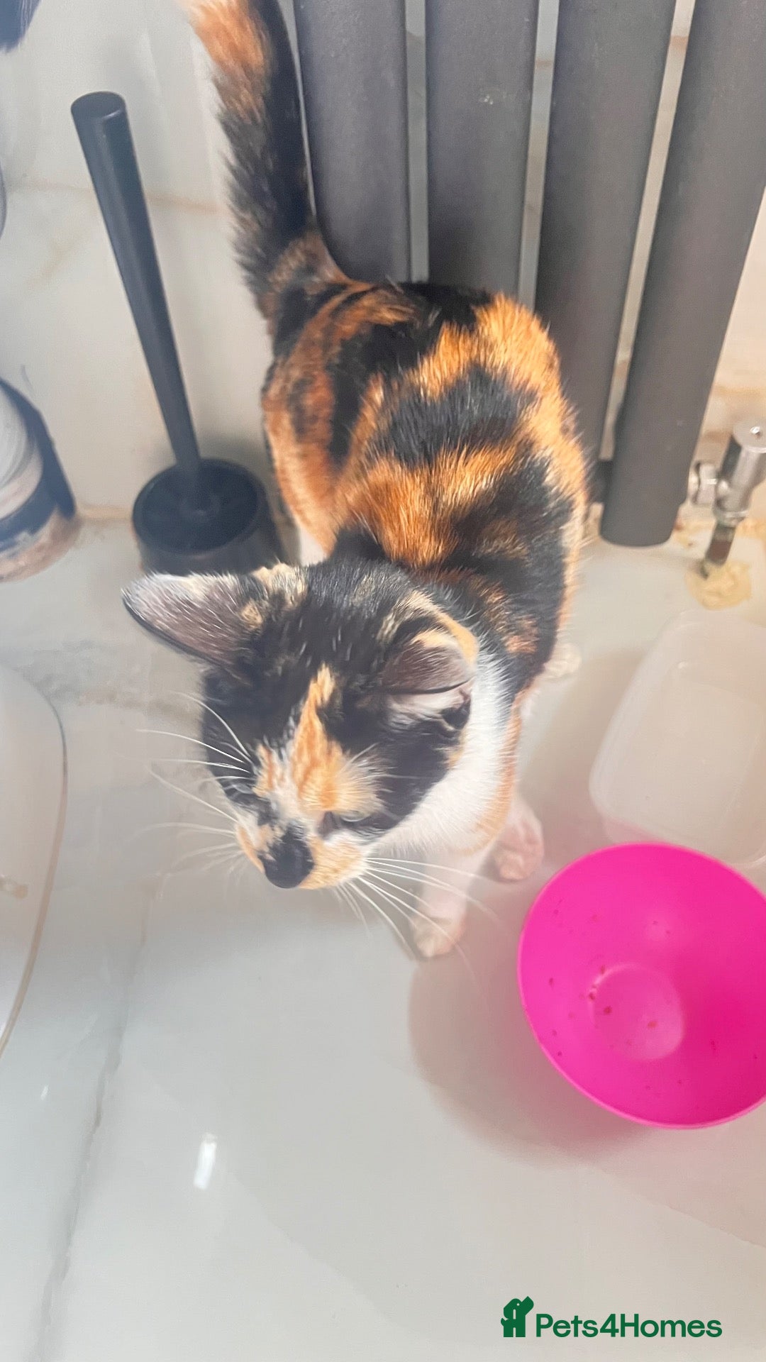British Longhair cats for sale: Adult cat female goes for free - Advert 13
