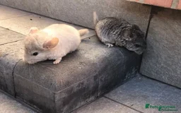 Chinchilla rodents for sale: Little boys - Image 4