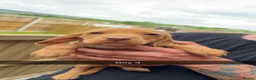 Mixed Breed dogs for sale: Beautiful Cockzler Puppies  - Advert 7