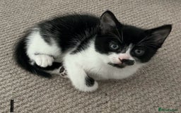 Mixed Breed cats for sale: Kittens black and white  - Image 7