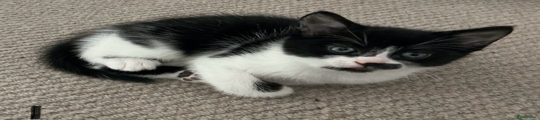 Mixed Breed Kitten 3