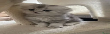 Scottish Fold Kitten 2