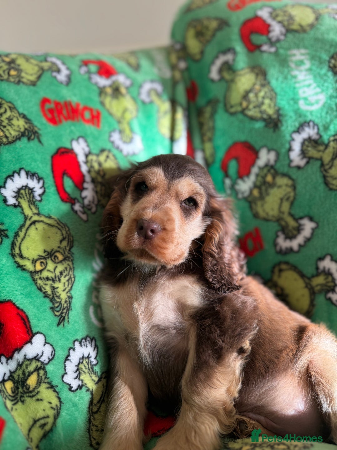 Cocker Spaniel dogs for sale: Show type boys   - Advert 6