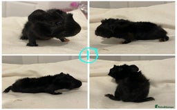 Guinea Pig rodents for sale: Baby Guinea Pig Boars - Image 3