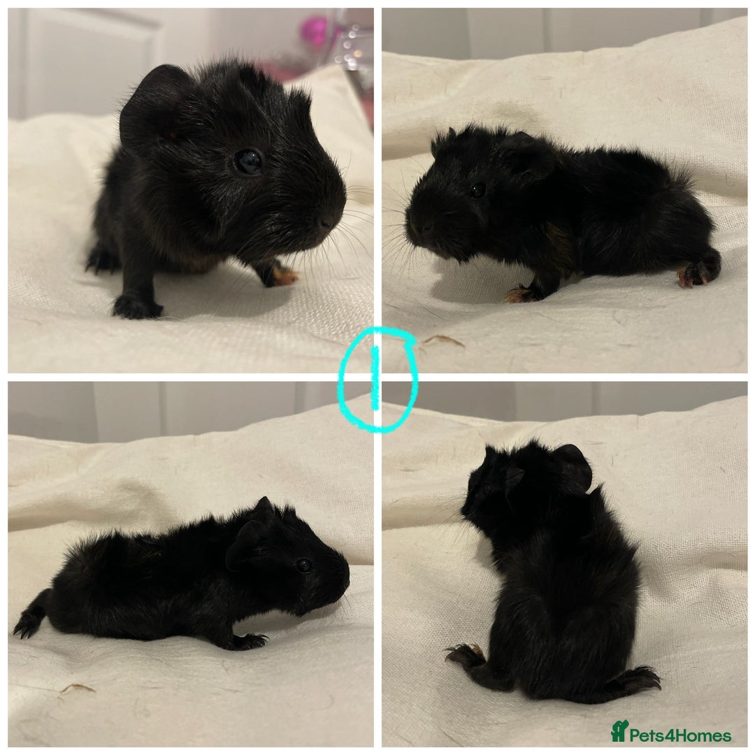 Guinea Pig rodents for sale: Baby Guinea Pig Boars - Image 3