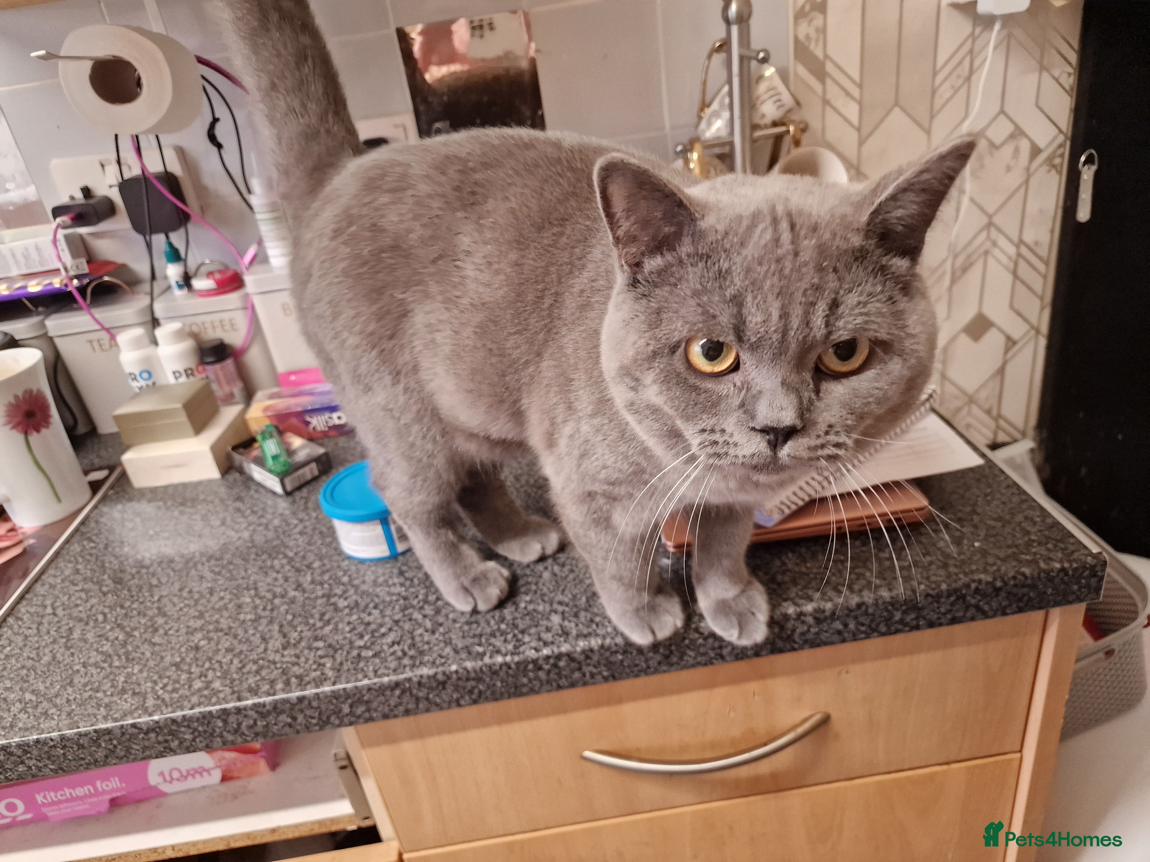 British Shorthair cats Big loving elvis - Advert 3