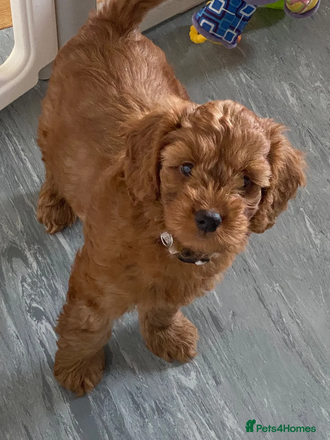 Cockapoo dogs for sale: DNA Clear 6 Gorgeous Dark Red F1 Cockapoo puppies - Advert 2