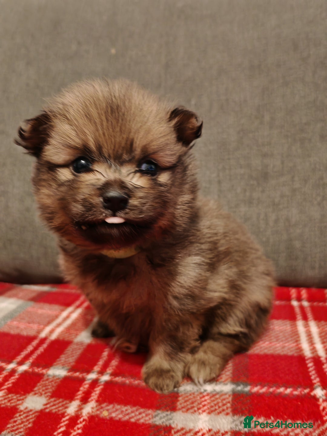 Pomeranian dogs for sale: 4 week old male pomeranians - Advert 5