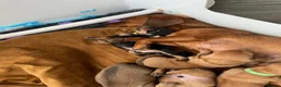 Mixed Breed dogs for sale: 4 male dachshund - dachshund- jacawawa - Advert 13