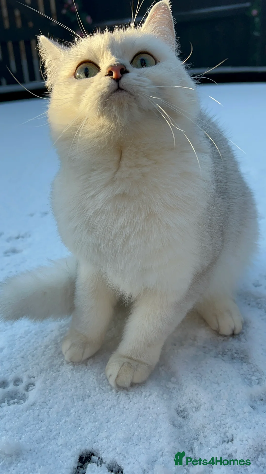 British Shorthair cats for sale: Champion Line GCCF Reg. Chinchilla British SHair - Advert 4