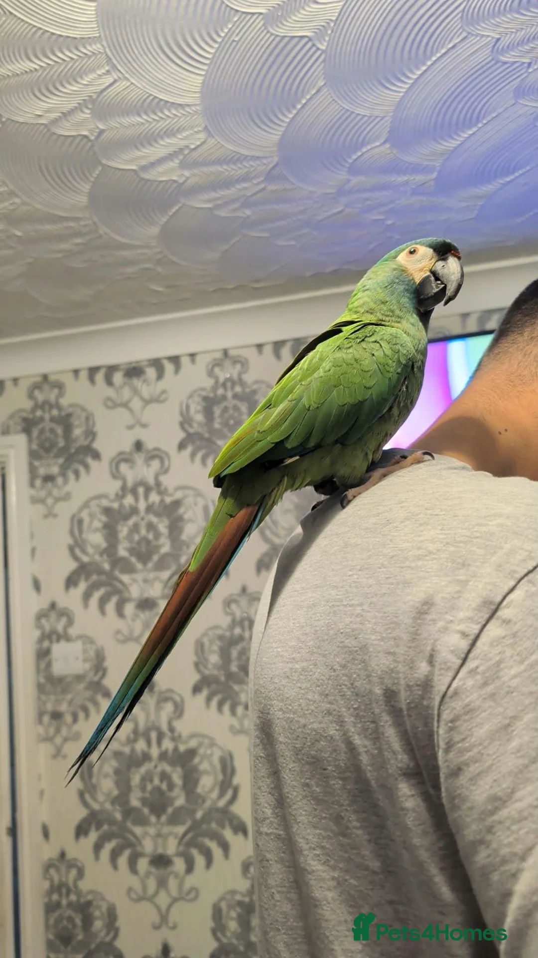 Macaws birds for sale: Illiger Macaw - Advert 2