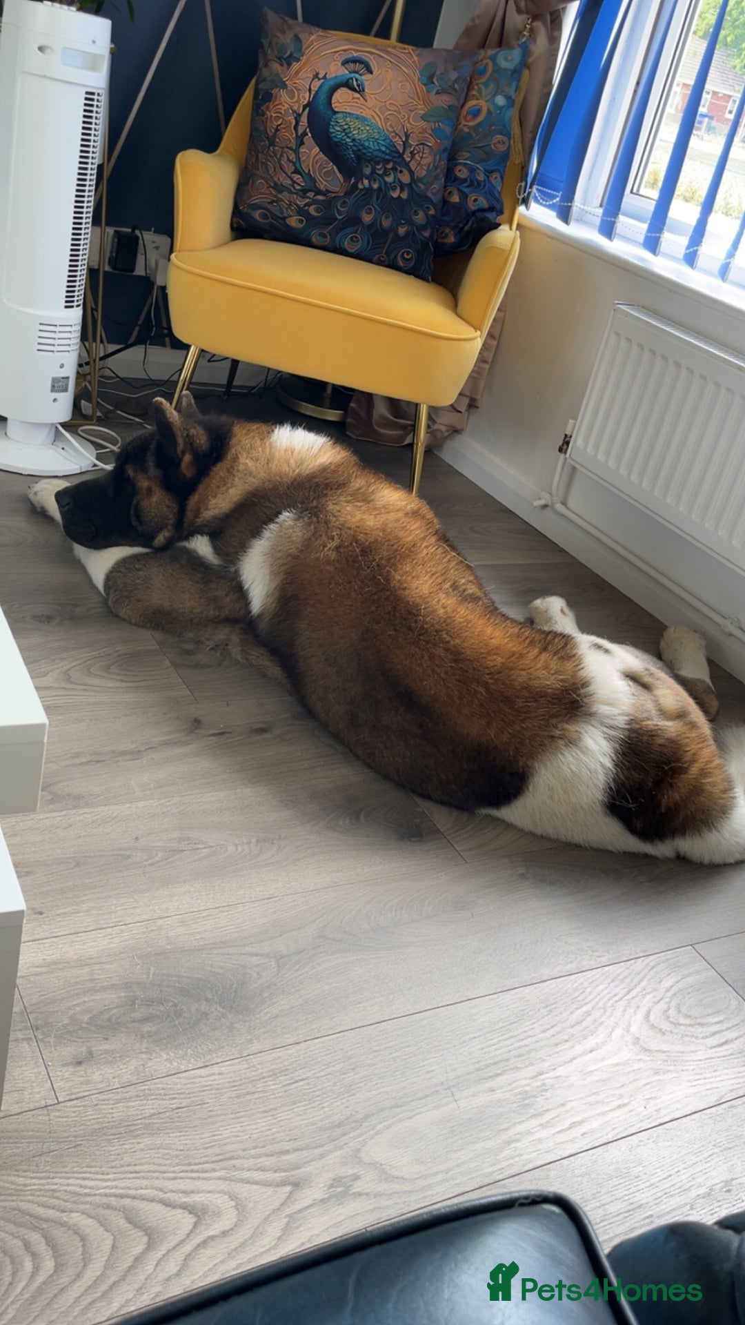Akita dogs for stud: Purebred American Akita standing at Stud - Image 2
