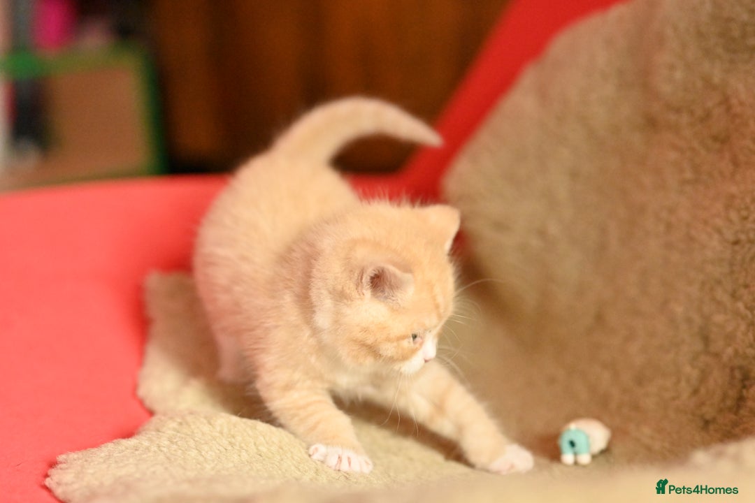 British Shorthair cats for sale: ⭐Rare Cream British Shorthair Boy ⭐  - Image 17