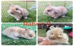 Mixed Breed rabbits for sale: 6 lion head x lops for sale  - Image 6