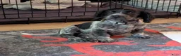 Cocker Spaniel dogs for sale: Cocker spaniel puppies in Llanelli - Advert 6