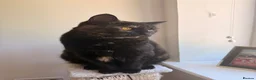 Domestic Shorthair cats for sale: 2 Gorgeous Girls for Re-homing - Advert 21