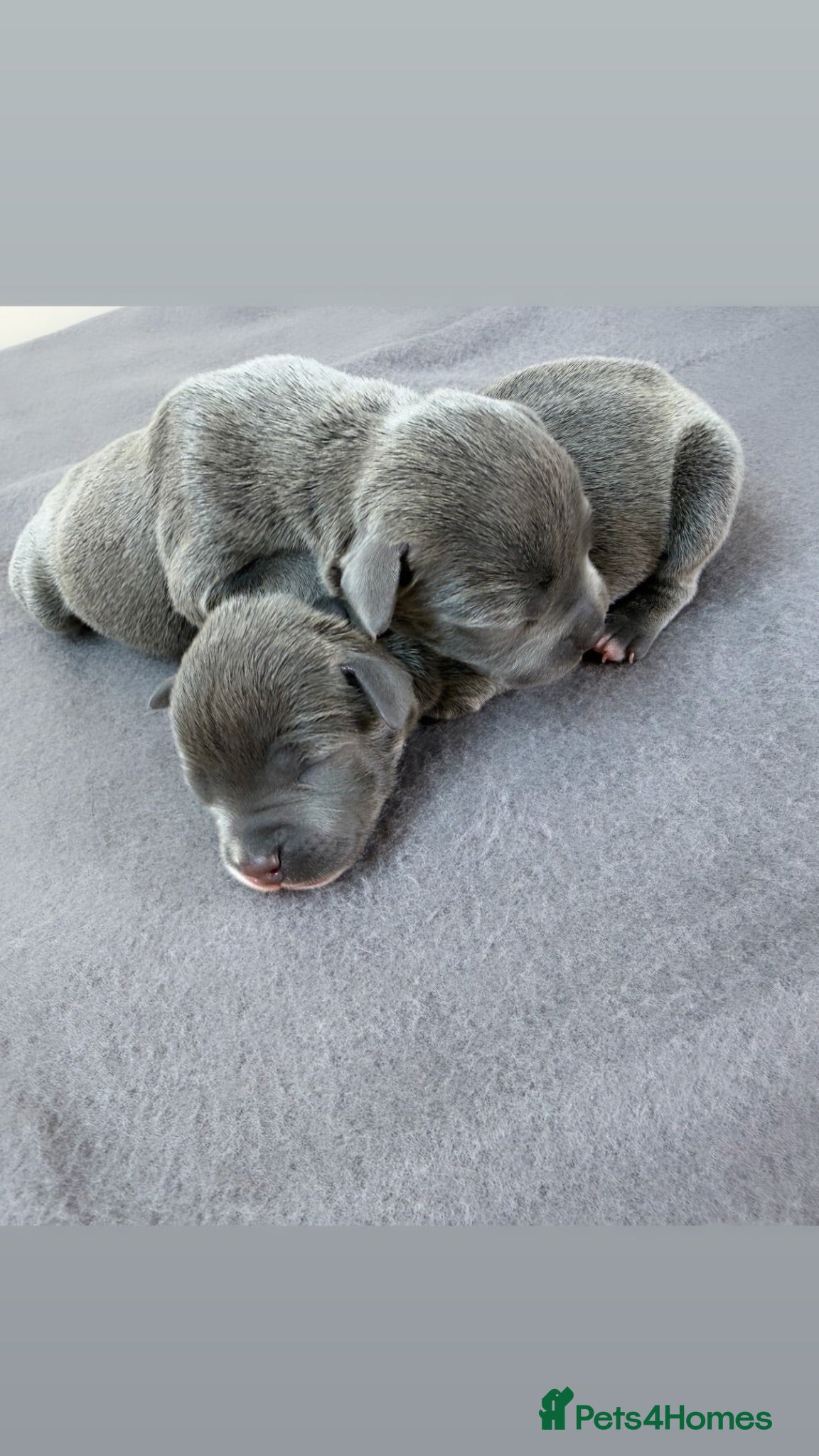 Staffordshire Bull Terrier dogs Stunning blue staff pups £2500 💕💙 - Advert 2