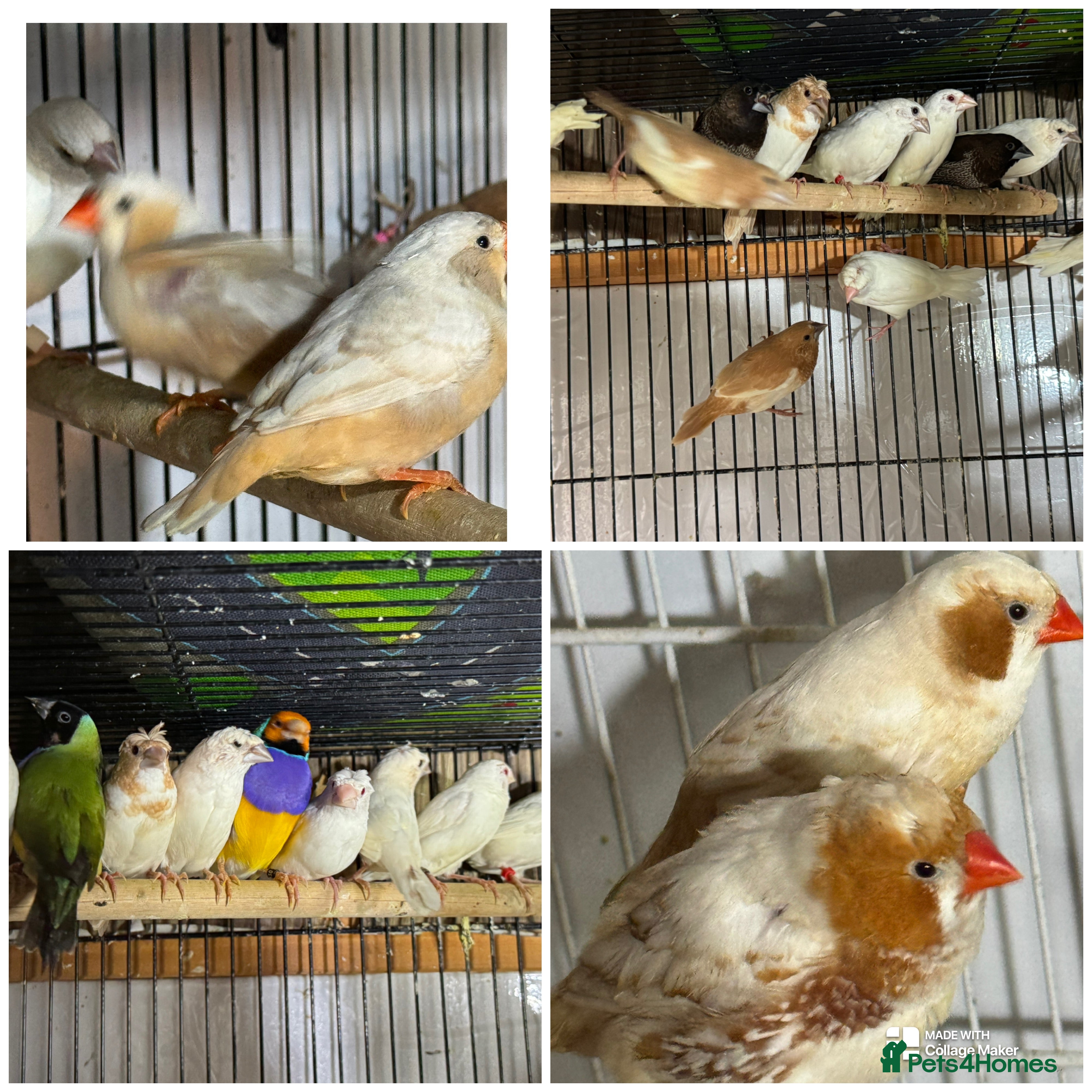 Mixed Breed birds Zebra Finches  - Advert 3