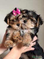 Yorkshire Terrier dogs - Advert 8