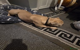 Mixed Breed dogs for sale: Hallie English bulldog X bully  - Image 5