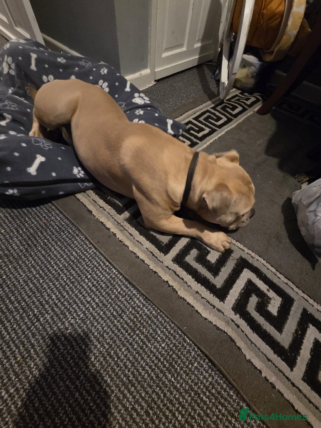 Mixed Breed dogs for sale: Hallie English bulldog X bully  - Image 5