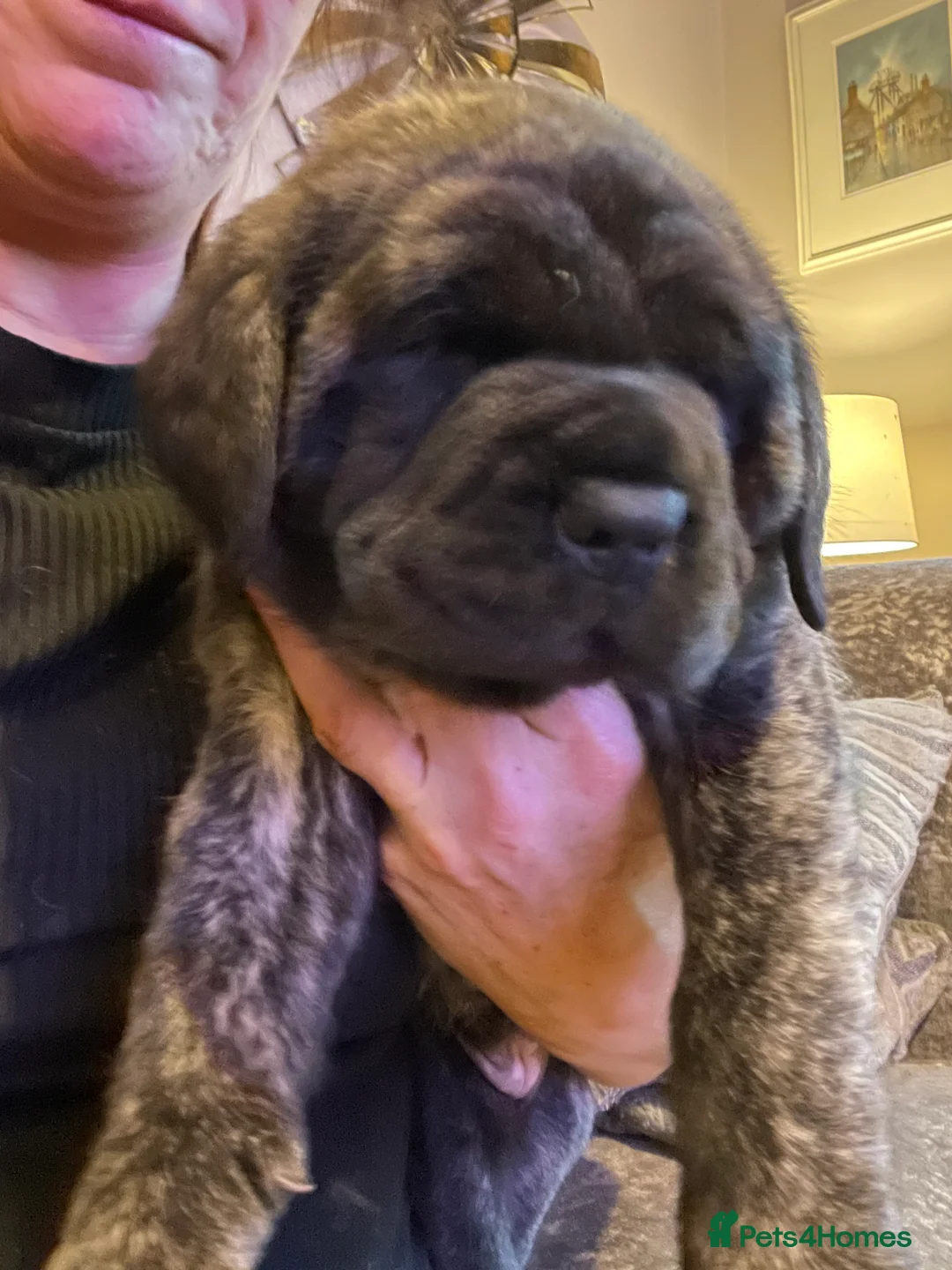 Mastiff dogs for sale: Outstanding English Mastiff - Advert 1