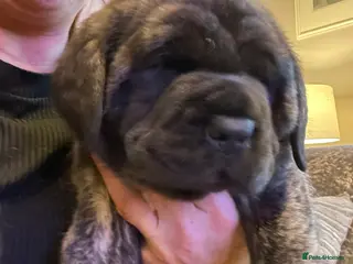 Mastiff dogs Outstanding English Mastiff - Advert 21