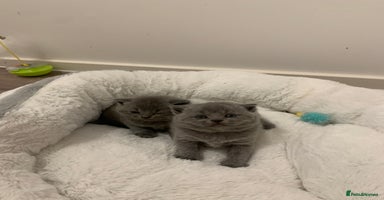 British Shorthair cats - Advert 5