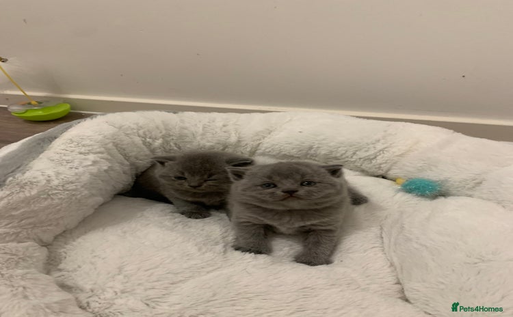British Shorthair cats - Advert 15