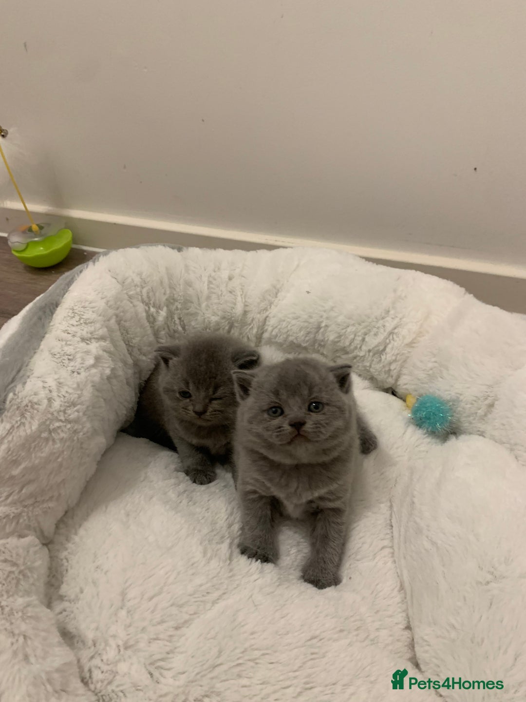 British Shorthair cats for sale: Gccf reg blue bsh kittens  - Image 3