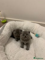 British Shorthair cats - Advert 16