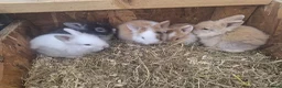 Lionhead rabbits for sale: Lionhead  - Advert 3