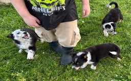 Border Collie dogs for sale: Border Collie Puppies  - Image 13