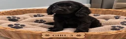 Cavapoo dogs for sale: 🐾🤍 STUNNING F1 CAVAPOO PUPPIES – READY NOW! 🤍🐾 - Advert 5