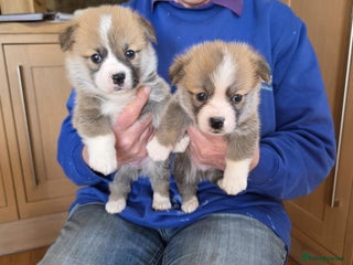 Welsh Corgi Pembroke dogs CORGI PUPPIES , PEMBROKESHIRE - Advert 1